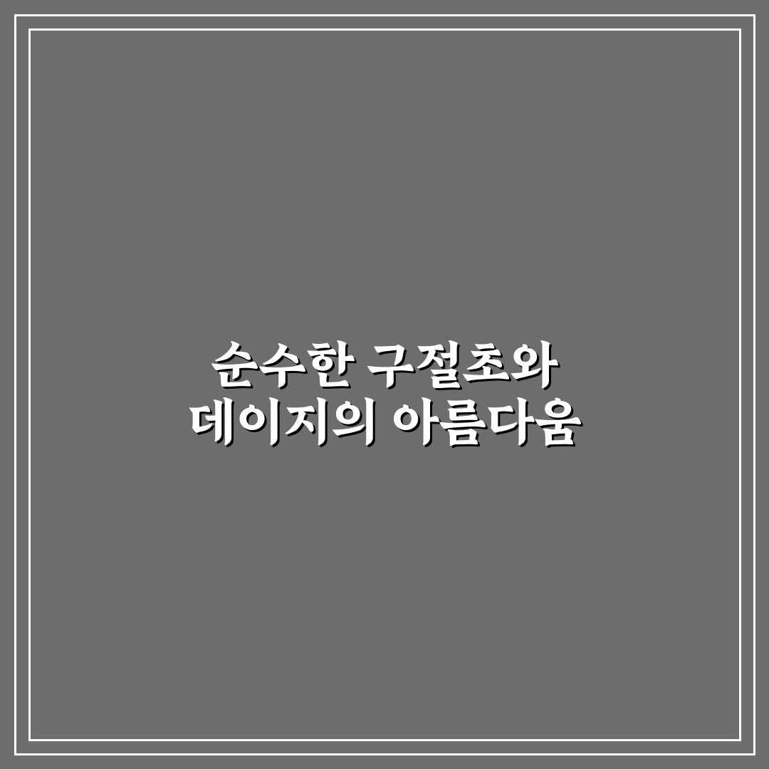 구절초 데이지 구분법 직접 알아보니 헷갈렸던 점